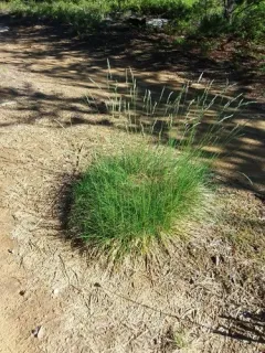 hard fescue thumbnail 4