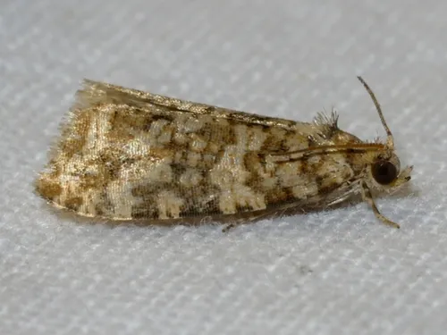 Buckeye Olethreutes