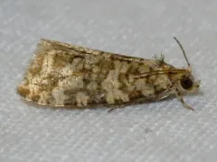 Buckeye Olethreutes thumbnail 1