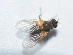 Phaonia apicata thumbnail 2