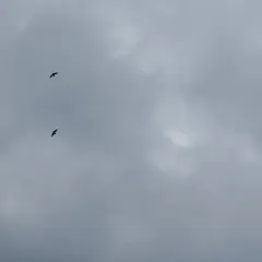 Chimney Swift thumbnail 4