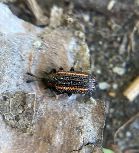 Microrhopala xerene