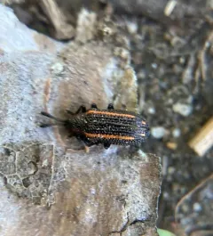 Microrhopala xerene thumbnail 1