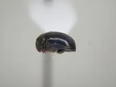 Dorcatoma pallicornis thumbnail 2