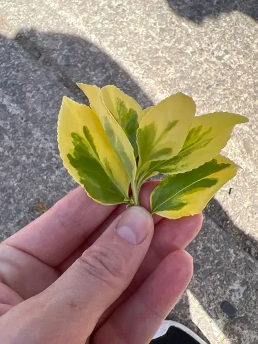 Japanese spindle tree
