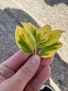 Japanese spindle tree thumbnail 1