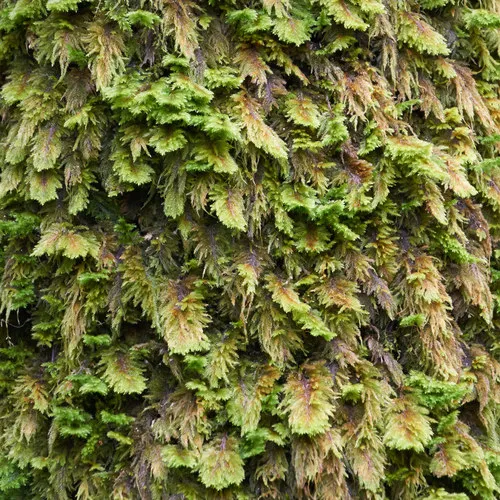 dendroalsia moss