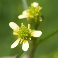 woodland buttercup thumbnail 3