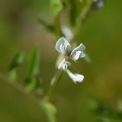 Hairy tare thumbnail 3