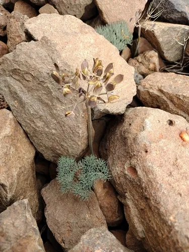 Hoover's Desert-Parsley