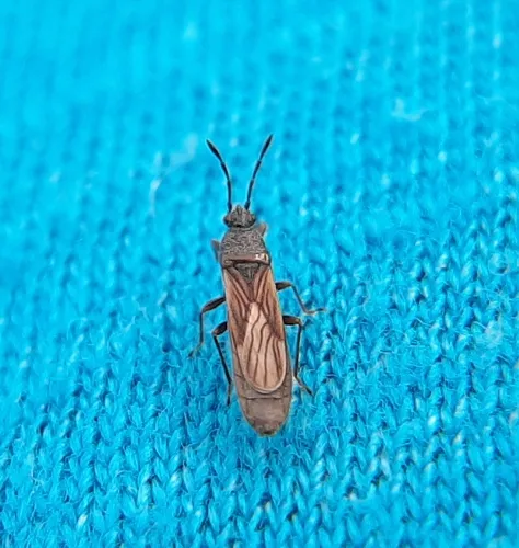 Ischnodemus falicus