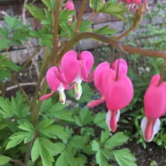 Asian Bleeding-heart thumbnail 3