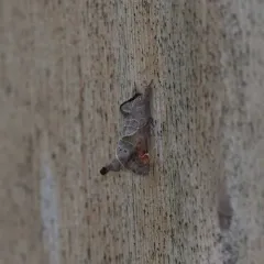Apical Prominent thumbnail 3