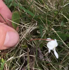 primrose-leaved violet thumbnail 3