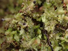 Blunt-leaved Earwort thumbnail 3