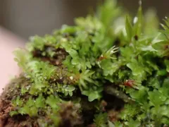 Blunt-leaved Earwort thumbnail 1