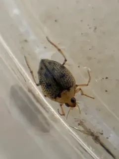 Peltodytes duodecimpunctatus thumbnail 2