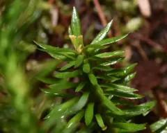 Pacific clubmoss thumbnail 2