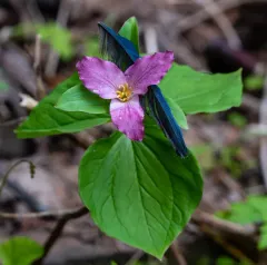 Wenatchee Mountains Trillium thumbnail 3