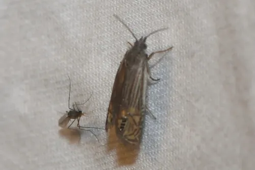 Speckled Eucosma Moth