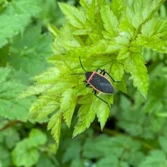 California Bordered Plant Bug thumbnail 3