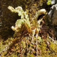 Braun's holly fern thumbnail 3