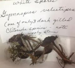 Collybiopsis villosipes thumbnail 3