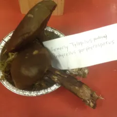 Dusky Bolete thumbnail 2
