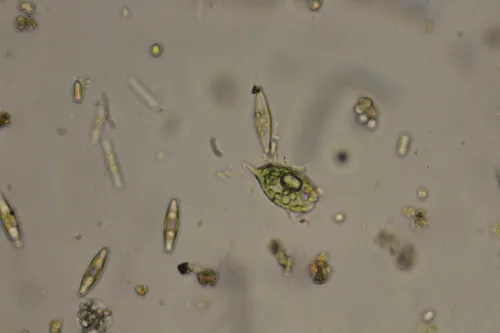 Phacus caudatus