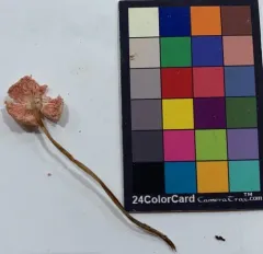 Mycena monticola thumbnail 2