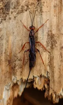 Xorides californicus thumbnail 1
