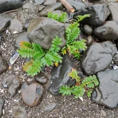 Pacific silverweed thumbnail 2