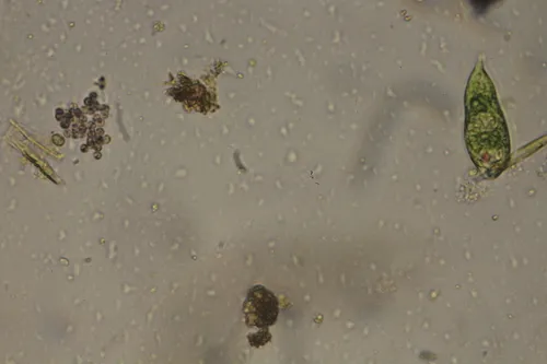 Euglena geniculata