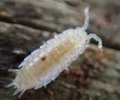 Detonella papillicornis thumbnail 3