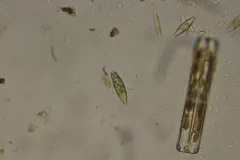 Euglena viridis thumbnail 1