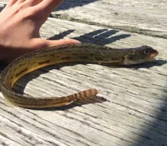 Snake Prickleback thumbnail 2