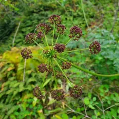 Fernleaf Biscuitroot thumbnail 4