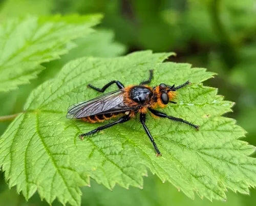 Laphria asackeni