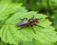 Laphria asackeni thumbnail 1