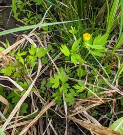 fen crowfoot thumbnail 1