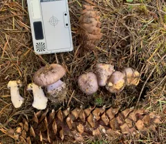 Phlegmacium subolivascens thumbnail 2