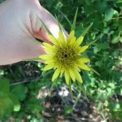 Yellow Salsify thumbnail 4