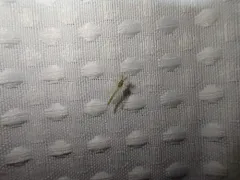 Endochironomus subtendens thumbnail 4