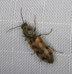 Three-spotted Click Beetle thumbnail 3