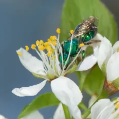 Northeastern Sweat Bee thumbnail 3