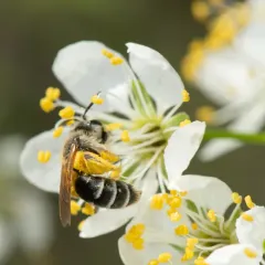 Nason's Mining Bee thumbnail 4
