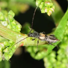 Bimaculate Longhorn Beetle thumbnail 1
