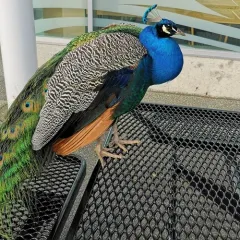 Indian Peafowl thumbnail 4
