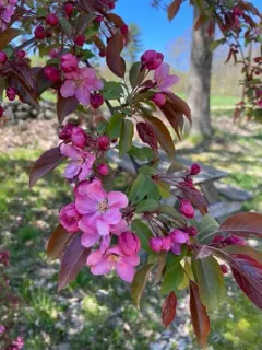 southern crabapple thumbnail 2