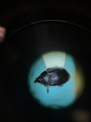 Idiostethus subcalvus